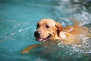 A Dog Swimming in a Pool
