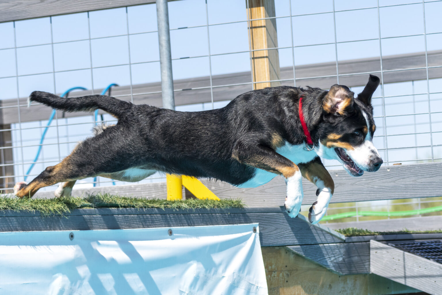 Dock Diving Toronto