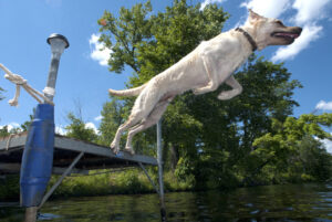 dog-dock-diving